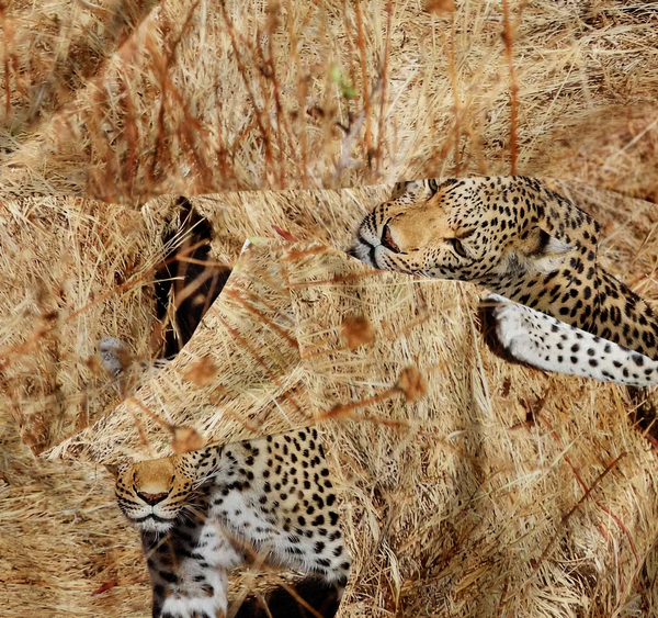 Pościel 160 x 200 3cz Mikrofibra 3D Andreas 3026