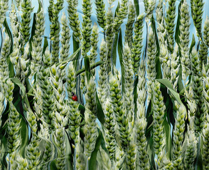 Bedding 200 x 220 3 pcs Satin Maria 2698