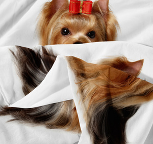 Bedding 140 x 200 2pc Microfiber 3D Andreas 3036